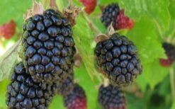 Triple Crown Thornless Blackberry Plant - 1 Gallon Pot -FruitTree Store Blackberry Triple Crown
