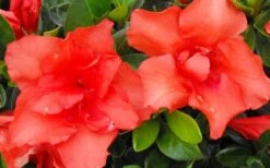 Orange Frost Bloom 'N Again Azalea - 1 Gallon Pot -FruitTree Store Bloom N Again Azalea Orange Frost