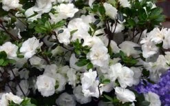Snowball Bloom 'N Again Azalea - 2 Gallon Pot 12 Snowball Bloom 'N Again Azalea - 2 Gallon Pot -FruitTree Store Bloom N Again Azalea Snowball