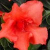 Orange Frost Bloom 'N Again Azalea - 1 Gallon Pot -FruitTree Store Bloom N Again Orange Frost 1 500x750 1