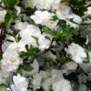 Snowball Bloom 'N Again Azalea - 6 Pack Of 1 Gallon Pots -FruitTree Store Bloom N Again Snowball 1 500x750 2