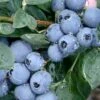 Becky Blue Rabbiteye Blueberry - 2.5 Quart Pot 1 Becky Blue Rabbiteye Blueberry - 2.5 Quart Pot -FruitTree Store Blueberry Becky Blue Rev 500x750 1