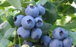 Bless Your Heart Rabbiteye Blueberry - 1 Gallon Pot 9 Bless Your Heart Rabbiteye Blueberry - 1 Gallon Pot -FruitTree Store Blueberry Bless Your Heart