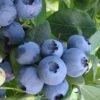 Bless Your Heart Rabbiteye Blueberry - 1 Gallon Pot -FruitTree Store Blueberry Bless Your Heart 500x750 1