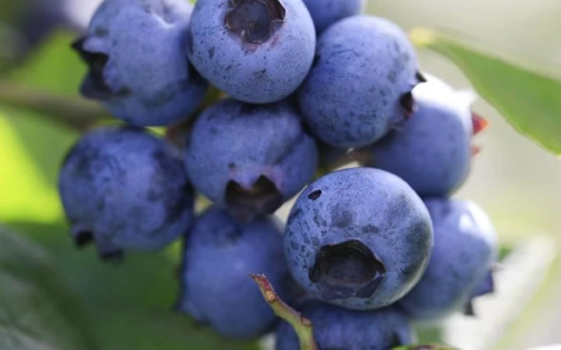 Delite Rabbiteye Blueberry - 3 Gallon Pot 6 Delite Rabbiteye Blueberry - 3 Gallon Pot - Image 4