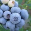 Legacy Highbush Blueberry - 6 Pack Of 1 Gallon Pots -FruitTree Store Blueberry Legacy Highbush 1
