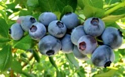 Misty Southern Highbush Blueberry - 3 Gallon Pot -FruitTree Store Blueberry Misty