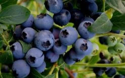 Baldwin Rabbiteye Blueberry - 1 Gallon Pot -FruitTree Store Blueberry Rabbiteye Baldwin 50