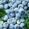 Brightwell Rabbiteye Blueberry - 6 Pack Of 1 Gallon Pots 1 Brightwell Rabbiteye Blueberry - 6 Pack Of 1 Gallon Pots -FruitTree Store Blueberry Rabbiteye Brightwell 500x750 1