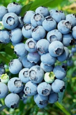 Brightwell Rabbiteye Blueberry - 7 Gallon Pot