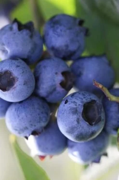 FruitTree Store 19 Delite Rabbiteye Blueberry - 3 Gallon Pot