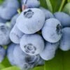 Vernon Rabbiteye Blueberry - 6 Pack Of 1 Gallon Pots