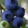Baldwin Rabbiteye Blueberry - 1 Gallon Pot -FruitTree Store Blueberry Rbbiteye Baldwin 500x750 1