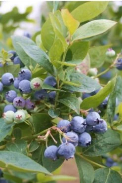 Jubilee Southern Highbush Blueberry - 1 Gallon Pot -FruitTree Store Blueberry Southern Higbush Jubilee 500x750 2