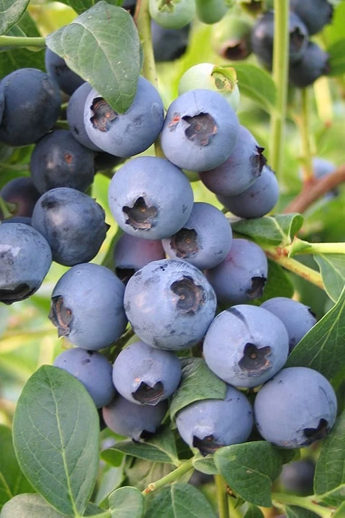 Biloxi Southern Highbush Blueberry - 1 Gallon Pot 3 Biloxi Southern Highbush Blueberry - 1 Gallon Pot