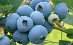 Takes The Cake Rabbiteye Blueberry Bush - 1 Gallon Pot 9 Takes The Cake Rabbiteye Blueberry Bush - 1 Gallon Pot -FruitTree Store Blueberry Takes The Cake