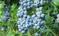 Tifblue Rabbiteye Blueberry - 2.5 Quart Pot -FruitTree Store Blueberry Tifblue 2