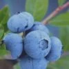 Tifblue Rabbiteye Blueberry - 6 Pack Of 1 Gallon Pots -FruitTree Store Blueberry Tifblue Rev 500x750 1
