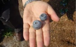 Titan Blueberry - 7 Gallon Pot 12 Titan Blueberry - 7 Gallon Pot -FruitTree Store Blueberry Titan