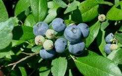 Vernon Rabbiteye Blueberry - 6 Pack Of 1 Gallon Pots 9 Vernon Rabbiteye Blueberry - 6 Pack Of 1 Gallon Pots -FruitTree Store Blueberry Vernon