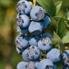 Star Southern Highbush Blueberry - 3 Gallon Pot -FruitTree Store Blueverry Southern Highbush Star 500x750 1