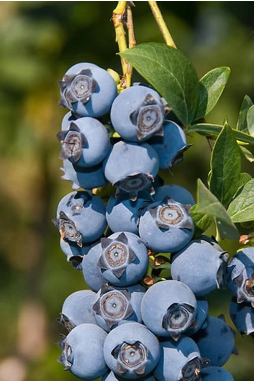 Star Southern Highbush Blueberry - 3 Gallon Pot 3 Star Southern Highbush Blueberry - 3 Gallon Pot