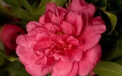 Alabama Beauty Camellia Sasanqua - 1 Gallon Pot -FruitTree Store Camellia Alabama Beauty 50