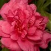Alabama Beauty Camellia Sasanqua - 2 Gallon Pot -FruitTree Store Camellia Alabama Beauty 500x750 2
