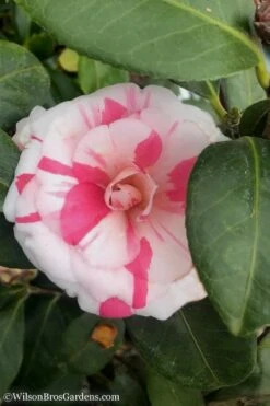 April Dawn Cold Hardy Camellia Japonica - 5 Gallon Pot -FruitTree Store Camellia April Dawn 10