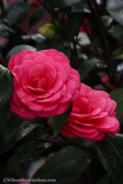 April Dawn Cold Hardy Camellia Japonica - 5 Gallon Pot -FruitTree Store Camellia April Dawn 20