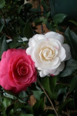 April Dawn Cold Hardy Camellia Japonica - 5 Gallon Pot -FruitTree Store Camellia April Dawn 21