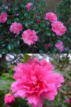 Autumn Spirit Camellia - Hybrid - 3 Gallon Pot -FruitTree Store Camellia April Spirit 3