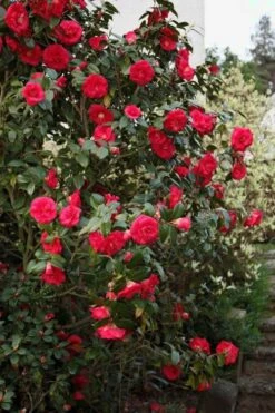 April Tryst Camellia Japonica - 2 Gallon Pot -FruitTree Store Camellia April Tryst 2 2
