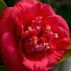 April Tryst Camellia Japonica - 3 Gallon Pot -FruitTree Store Camellia April Tryst 3 1