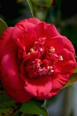 April Tryst Camellia Japonica - 2 Gallon Pot -FruitTree Store Camellia April Tryst 3 2