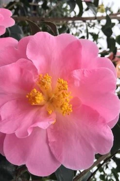 Arctic Dawn Cold Hardy Pink Camellia Hybrid - 1 Gallon Pot -FruitTree Store Camellia Arctic Dawn 1