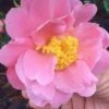Arctic Dawn Cold Hardy Pink Camellia Hybrid - 1 Gallon Pot 1 Arctic Dawn Cold Hardy Pink Camellia Hybrid - 1 Gallon Pot -FruitTree Store Camellia Arctic Dawn 22