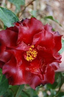 Black Magic Camellia Japonica - 3 Gallon Pot -FruitTree Store Camellia Black Magic 2