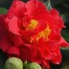 Blood Of China Fragrant Red Camellia Japonica - 1 Gallon Pot -FruitTree Store Camellia Blood Of China 1