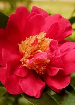 Blood Of China Fragrant Red Camellia Japonica - 1 Gallon Pot -FruitTree Store Camellia Blood Of China 3