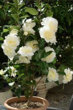 Brushfield Yellow Camellia Japonica - 1 Gallon Pot -FruitTree Store Camellia Brushfield Yellow 500x750 1
