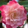 Buttons 'n Bows Camellia Hybrid - 1 Gallon Pot 1 Buttons 'n Bows Camellia Hybrid - 1 Gallon Pot -FruitTree Store Camellia Buttons And Bows JW 1