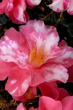 Coral Delight Camellia Hybrid - 1 Gallon Pot -FruitTree Store Camellia Coral Delight 15