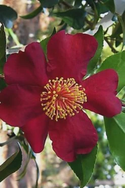 October Magic Crimson 'N Clover Camellia - 3 Gallon Pot -FruitTree Store Camellia Crimson N Clover 1
