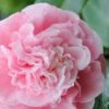 Debutante Pink Camellia Japonica - 1 Gallon Pot -FruitTree Store Camellia Debutante 500x750 1
