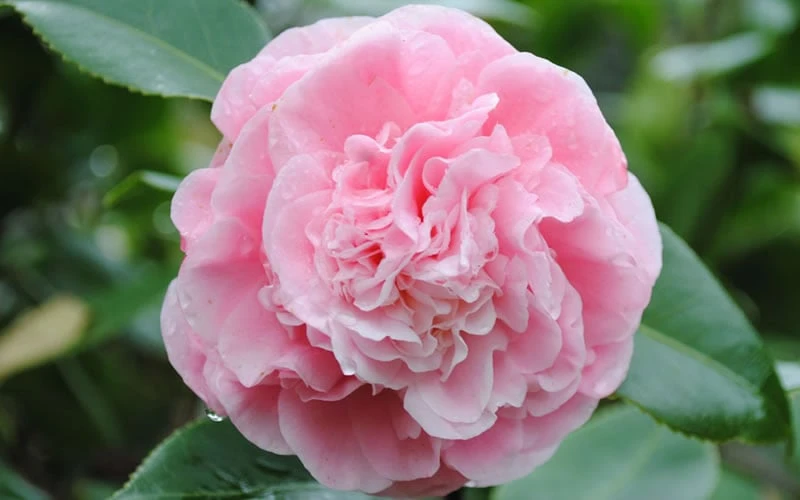 Debutante Pink Camellia Japonica - 3 Gallon Pot 7 Debutante Pink Camellia Japonica - 3 Gallon Pot - Image 5