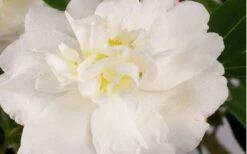 Diana Camellia Sasanqua - 1 Gallon Pot -FruitTree Store Camellia Diana Flower Closeup 1