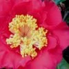 Dr. J.C. Raulston Camellia Japonica - 3 Gallon Pot -FruitTree Store Camellia Dr JC Raulston 10
