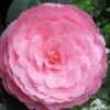 E.G. Waterhouse Camellia - Williamsii Hybrid - 3 Gallon Pot -FruitTree Store Camellia EG Waterhouse 1