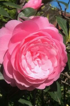 E.G. Waterhouse Camellia - Williamsii Hybrid - 3 Gallon Pot -FruitTree Store Camellia EG Waterhouse 2